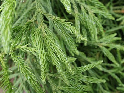 Grannies Ringlets Cryptomeria Japonica Spiralis Growing Guides
