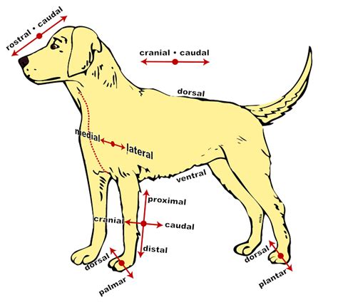 A Visual Guide To Understanding Dog Anatomy With Labeled Diagrams Small Fec