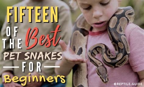 Boa vs python parents guide - lasopaasian