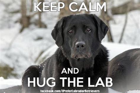 Black Labs Dogs Lab Dogs Funny Dog Memes