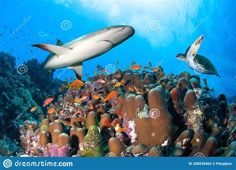 Colorful Coral Reef With Shark Sea Turtle And Many Fishes Stock Photo