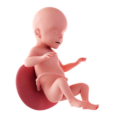 ¿quieres saber los síntomas más comunes del embarazo? Semana 26 de embarazo - Canal Chupete