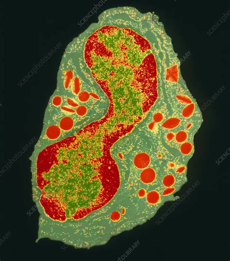 Coloured Tem Of A Granulocyte White Blood Cell Stock Image P248