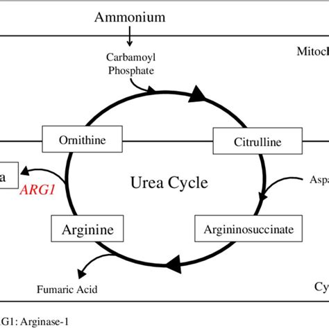 Urea Cycle Arginine Levels In The Blood Are Increased Due To Lack Of