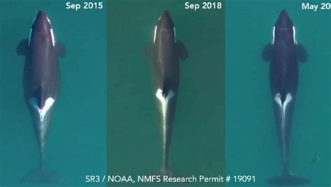 Researchers Alarmed As Another Adult Southern Resident Killer Whale And