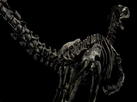 Velociraptor Skeleton Jurassic Park