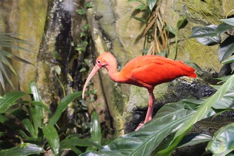 Fotos Gratis Naturaleza Pájaro Animal Fauna Silvestre Zoo Selva
