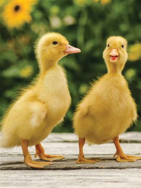 Top 10 Duck Breeds For Beginners Homesteading 101 Max My Money