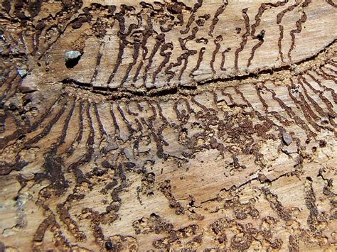 Reviews about tom thumb pest control. termite damage - Tom Thumb Pest Control