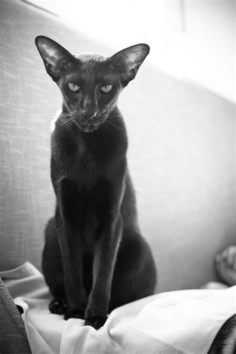 32 Best Images About Oriental Shorthair Cats On Pinterest