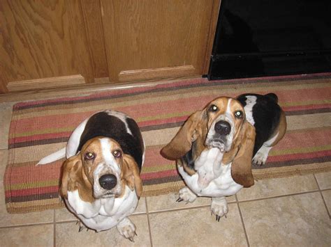 Our goal is to be one of the best basset hounds of texas was easy to work with, and their puppies are top notch. BassetHoundTown Blog/Vlog » This absolutely should be ...
