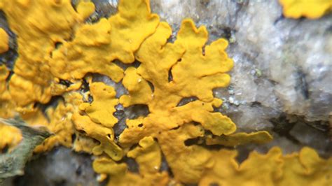 We did not find results for: Scientists Discover That Lichens Are Symbiotic Threesomes | Mental Floss