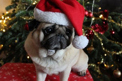 Pug Wallpaper Screensaver Background Pug Christmas Pug Christmas