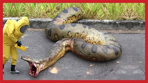 World Biggest Giant Snake Anaconda All Time Captured Youtube
