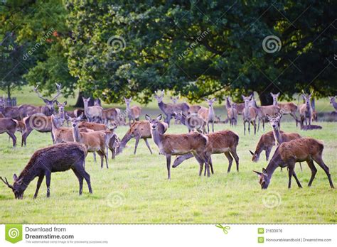 Herd Of Red Deer During Rut In Autumn Fall Stock Photo Image Of Field