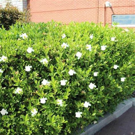 Prune your privet hedge in spring or immediately after flowering. California Privet Hedge | Shrubs for sale, White flowering ...