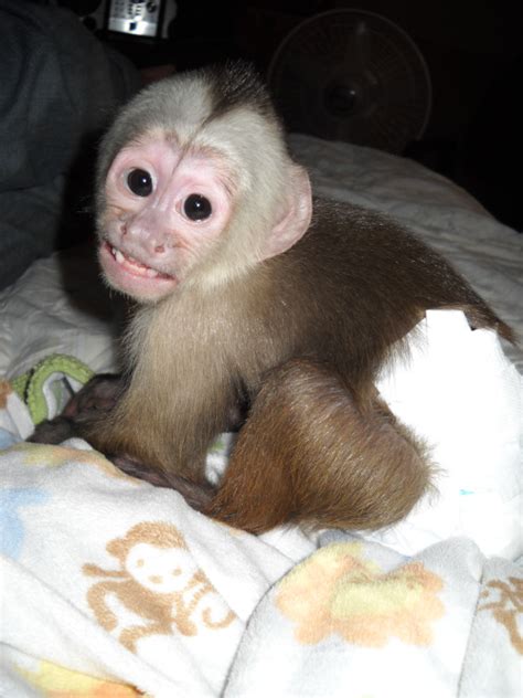 Primate Store Baby Capuchin Monkeys Na Prodej Organitzem