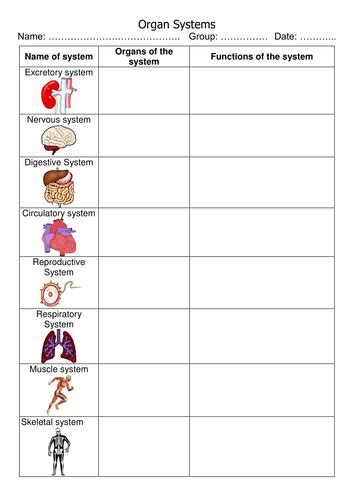 Keeps the body's temperature in a safe range. Organs and Organ systems | Teaching Resources