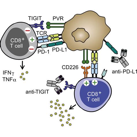 The Immunoreceptor Tigit Regulates Antitumor And Antiviral Cd T Cell
