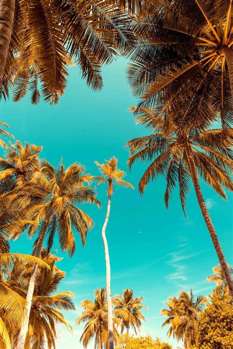 We have an extensive collection of amazing background images carefully chosen by our community. Gorgeous palm tree wallpaper | Palm trees wallpaper, Tree ...