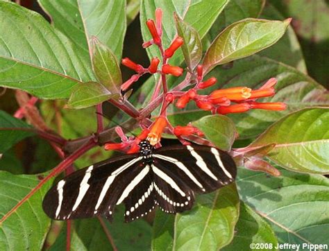 Best flowers for butterflies in florida. Florida & Bahamas Plants