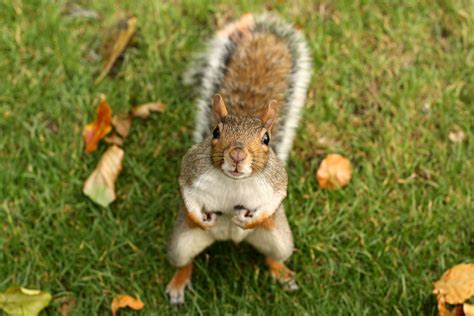 How A Sickly Squirrel Offered Me Unexpected Comfort The Washington Post