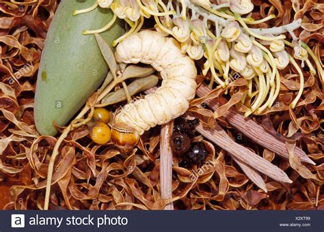 Witchetty Grub Australia High Resolution Stock Photography And Images