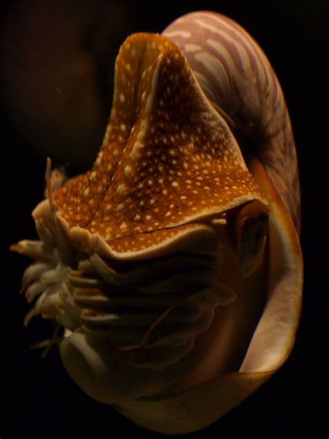 Nautilus Nautilus Sea Creatures Marine Life