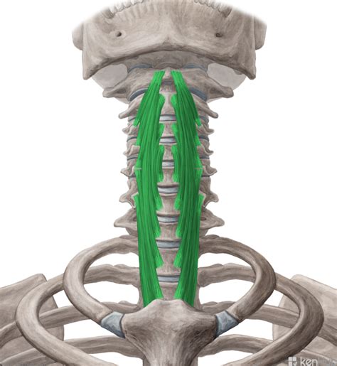 Longus Coli Longus Colli Muscle Musculus Longus Colli Brain Anatomy