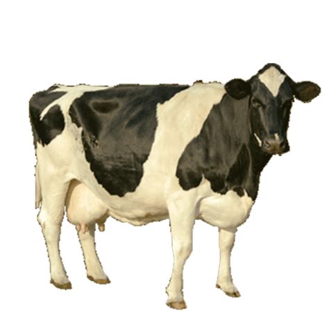 Cow Png Image Purepng Free Transparent Cc0 Png Image Library