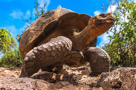 Awesome Galápagos Tortoise Facts Aquaviews Leisure Pro