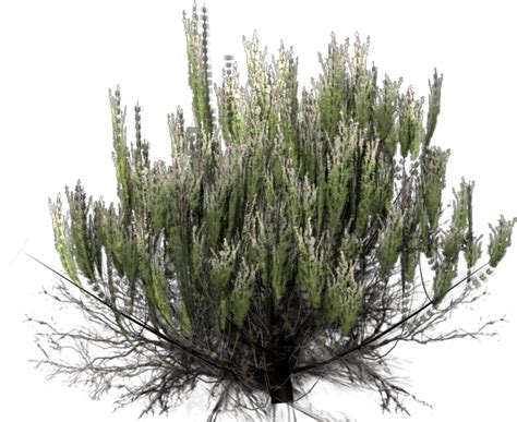 Download Desert Bush Png Desert Bush Transparent Background Png Image