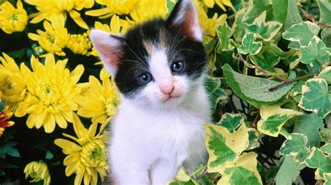 White Black Cat Kitten In Yellow Flowers Background Hd Cute Cat