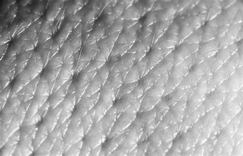 Absorb Through The Pores The Great Escape Pantera Skin Pores Human