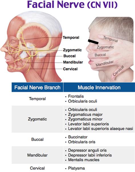 Rosh Review Facial Nerve Human Anatomy And Physiology Facial Nerve