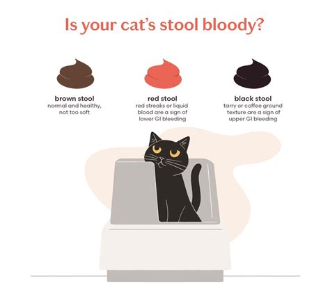 Blood In Your Cats Stool What Does It Mean And What To Do Tuft Paw
