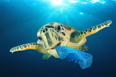 Reduce Plastic And Help Save A Life Malta National Aquarium