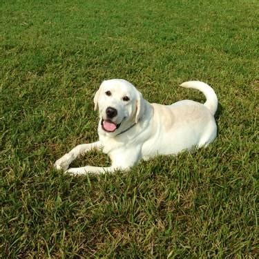 According to the american kennel club, the labrador our silver labrador puppies are bred as loving companions, with the outgoing, friendly personalities that have long made labs one of the most. AKC White/Cream English Labrador Puppies Show Quaility for Sale in Houston, Texas Classified ...