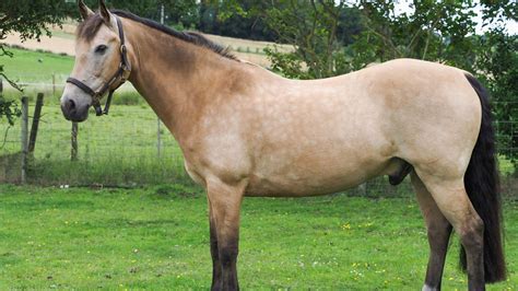 101 Good Names For Dun Horses Males Females And Red Duns