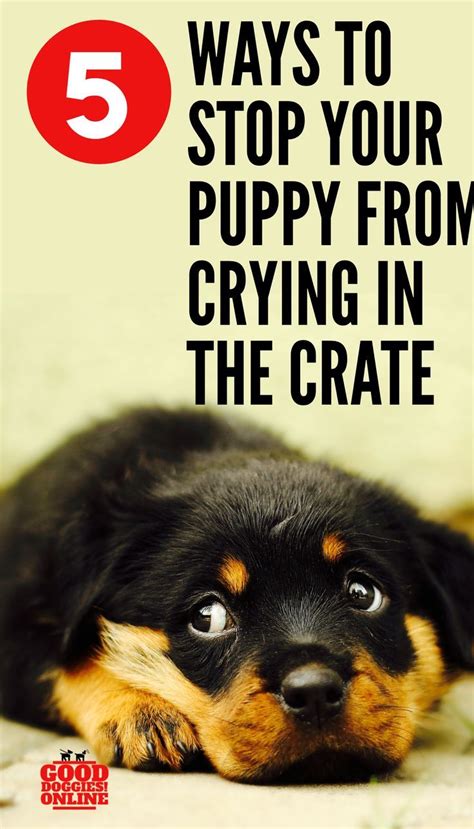 The puppy is a baby pack animal, and he instinctively cries when he is separated from the pack. 5 Ways to Stop your Puppy from Crying in Crate | Puppies ...