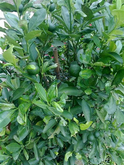 Kenapa tanam pokok limau kasturi variegated? Manfaatkan masa menghasilkan kemanfaatan: Tanaman Suamiku