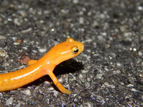 Amphibians On The Move Shavers Creek Environmental Center