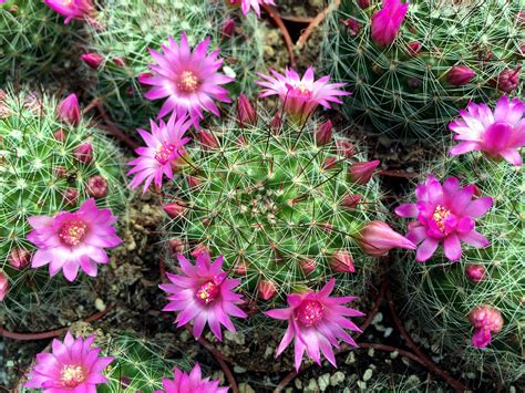 Some flower more readily than others. Pollinating Our Cacti Flowers - Colasanti's Tropical ...