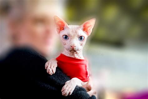 Cat Of The Sphynx Breed Bald Blue Eyed Cat Stock Image Image Of