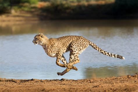 The Fastest Animals In The World Land Water Air Swedish Nomad