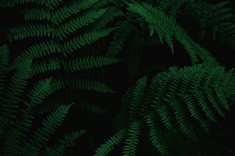 Hd Wallpaper Close Up Photo Of Green Ferns Tree Forest Detail
