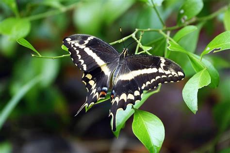 Rare FL butterfly bounces back, offers lesson for saving other critters ...