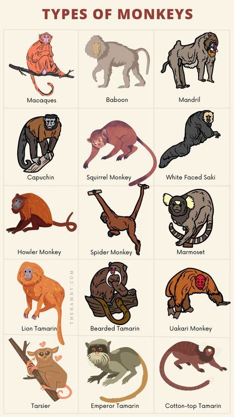 Types Of Monkeys Monkey Species