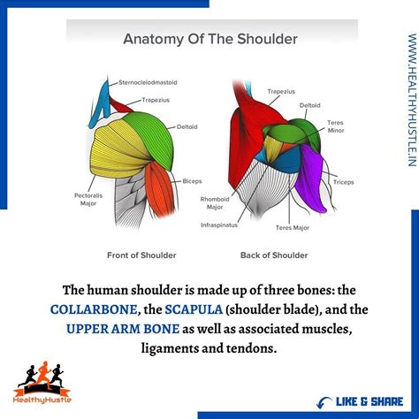 The muscles of the posterior compartment here, mainly. The human shoulder is made up of three bones: Collarbone ...