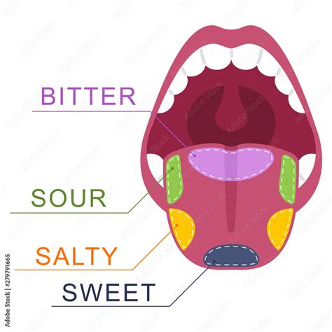 Taste Buds On The Tongue Salty Sweet Sour Bitter Human Mouth